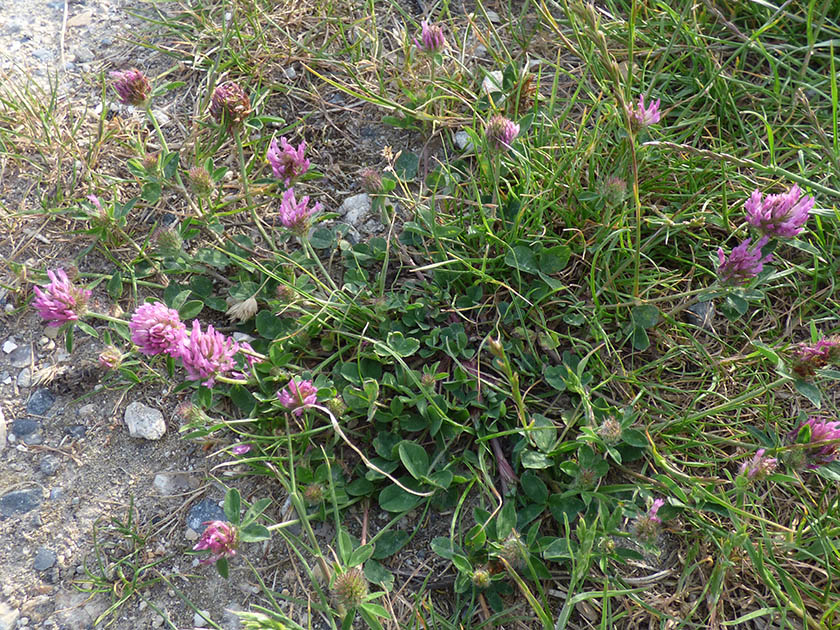 Trifolium pratense